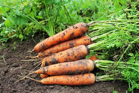 Семена моркови от потенции